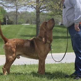Bloodhound and Bracco Italiano All Grown Up from Susanna Anderson
