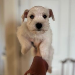 Black - White male Miniature Schnauzer puppy in Berea, South Carolina from kathi burke