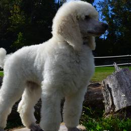 Poodle Puppies from D and D Standard Poodles