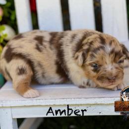 Ember - Red merle female Miniature Australian Shepherd puppy in Granbury, Texas from Texas Miniature Aussies