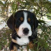 Ace-White - Black, white and red male Greater Swiss Mountain Dog puppy in Honey Brook, Pennsylvania from Sweet Stream Swissies