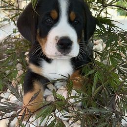 Ace-White - Black, white and red male Greater Swiss Mountain Dog puppy in Honey Brook, Pennsylvania from Sweet Stream Swissies