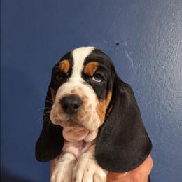 Jolene - Black brown and white female Basset Hound puppy in Bellaire, Ohio from Blessed Bassets