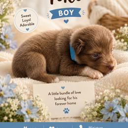 Tiki - Red tri male Miniature Australian Shepherd puppy in Idalou, Texas from Lonesome Pine Mini Aussies