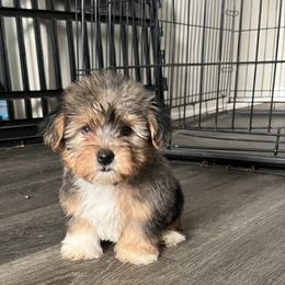 Mars - Merle male Yorkipoo puppy in Gastonia, North Carolina from Precious pups dynasty kennel