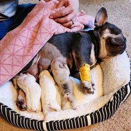 French Bulldog Puppies from Shawhan Family Frenchies