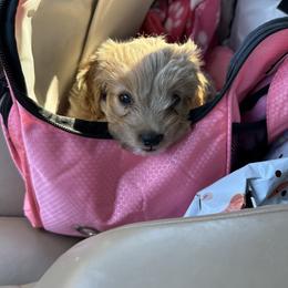 Cavapoo, Cockapoo, Goldendoodle, and Maltipoo Puppies from Perdue Puppies