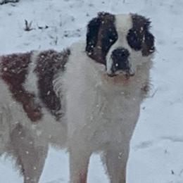 Bear - Saint Bernard