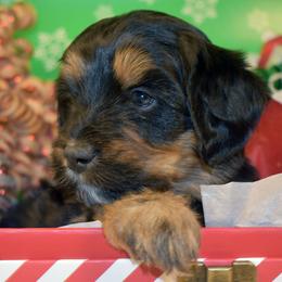 Frosty - Phantom male Bernedoodle puppy in Ogden, Utah from Salty Point Doodles