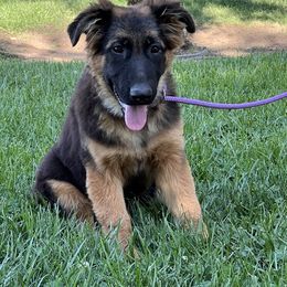 Beretta - Black and red German Shepherd puppy in Plumas Lake, California from Zwinger Vom Greifjäger