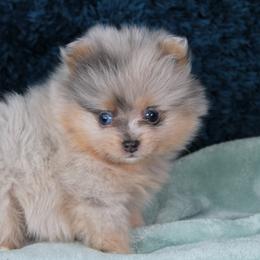 AKC Tippy - Blue merle male Pomeranian puppy in Albany, Indiana from Hatz Off Puppies