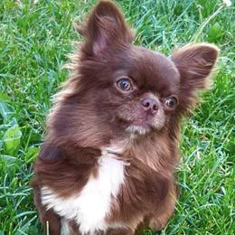 Chihuahua Puppies from Sugar Cookie Chihuahuas