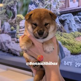YUSA - Red female Shiba Inu puppy in Minnesota from BonsaiShibas