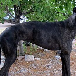 Greyhounds from Trapple's Custom K-9's