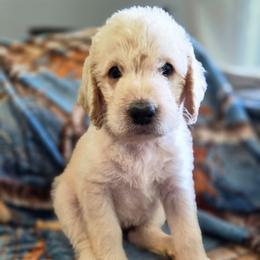 Bubbles - Cream female Labradoodle puppy in Lansing, North Carolina from Murphy Manor Mountain Doodles