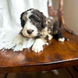 Kiss Me - male Australian Mountain Doodle puppy in Iowa from Burkhart Family Puppies