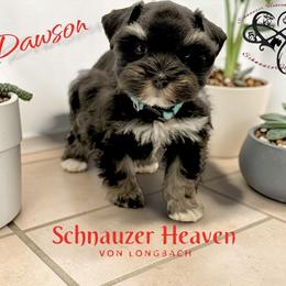 Dawson AKC - Black and silver male Miniature Schnauzer puppy in Pelzer, South Carolina from Schnauzer Heaven Von Longbach