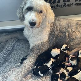 Chloe - Sheepadoodle