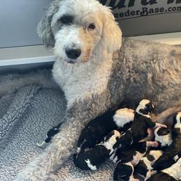 Chloe - Sheepadoodle