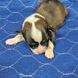 Stetson - Sable male Pembroke Welsh Corgi puppy in Orrtanna, Pennsylvania from Mountain Top Shepherd's