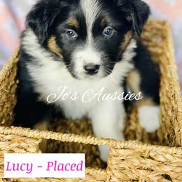 Australian Shepherd Puppies from Jo’s Aussies