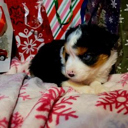 Dasher - Black tri-color female Australian Shepherd puppy in Blairsville, Georgia from Georgia Peach Aussies
