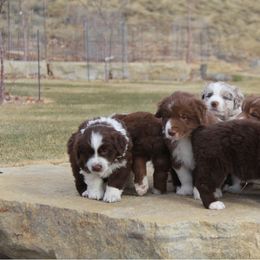 Australian Shepherd Puppies from Big Sky Aussies