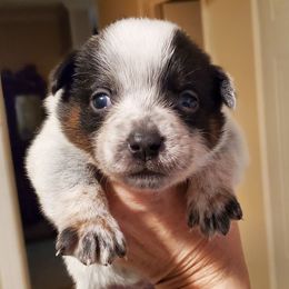 Full mask - Blue speckled female Australian Cattle Dog puppy in Lenoir, North Carolina from Blue Coyote Ranch