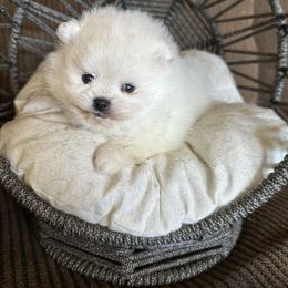 Pomeranian Puppies from Glitzypoms