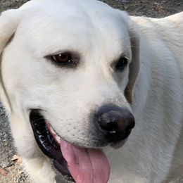 Labrador Retriever All Grown Up from Chateau St. John