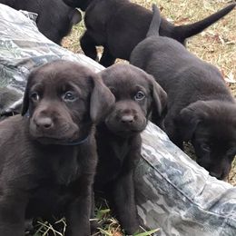 Labrador Retriever Puppies from Choice Chocolate Labs