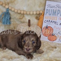 Twila - Brindle female Dachshund puppy in Foreman, Arkansas from Nelson's Dachshunds