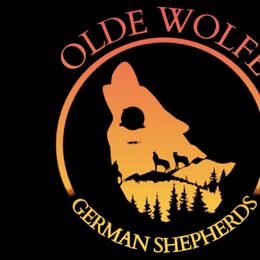 German Shepherds from Olde Wolfe German Shepherds