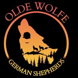 German Shepherds from Olde Wolfe German Shepherds