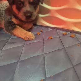 Donner - Blue male Australian Cattle Dog puppy in Morton, Illinois from KT Ranch ACDs
