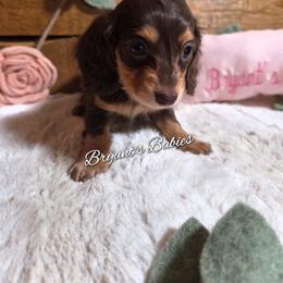 Dolly - Chocolate and tan female Dachshund puppy in Webb, Alabama from Bryant's Babies