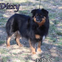 Dizzy - Miniature Australian Shepherd