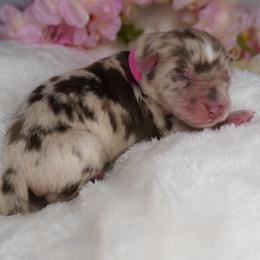 Kiara - Red merle female Australian Shepherd puppy in Cedar Hill, Tennessee from Kreger Farms