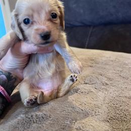 Girl 2 - Fawn (isabella) and cream female Dachshund puppy in Caldwell, Idaho from Low Rider Ridge Mini Doxies