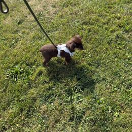 Peach - Red tri female Miniature Australian Shepherd puppy in Ellendale, North Dakota from Ark Acres Kennels