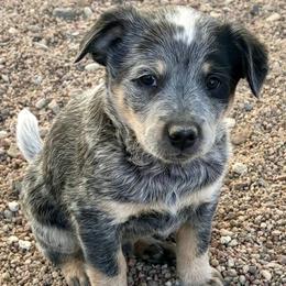 Clover - Blue male Australian Cattle Dog puppy in Atwood, Kansas from Grit ‘n’ Grace Ranch