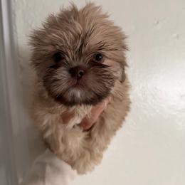 Layla - Gold female Shih Tzu puppy in Azusa, California from RJ Shih Tzu lover