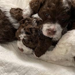 Lagotto Romagnolo Puppies from Joyful Heart