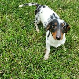 Pebbles - Dachshund