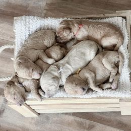Goldendoodles from Sunshine Doodles Puppies