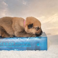 Chinook Puppies from Platform Chinooks