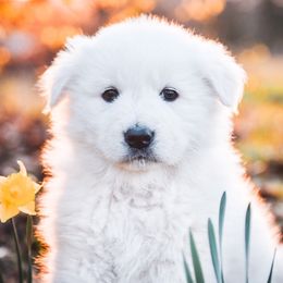 Border Collie and Maremma Sheepdog Puppies from 2J 2K Border Collies & Maremma Sheepdogs