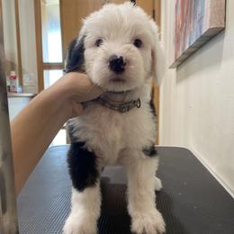 Show Pick Male Puppy 2 - Gray and white male Old English Sheepdog puppy in Tulsa, Oklahoma from Yadah Sheepdogs