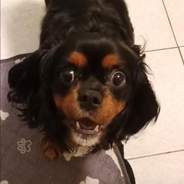 Cavalier King Charles Spaniel puppies from Marta's Cavaliers