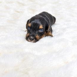 Midnight Cider 'Middy' - Phantom male Goldendoodle puppy in Springfield, Ohio from Dawson & Daryn's Royal Companions
